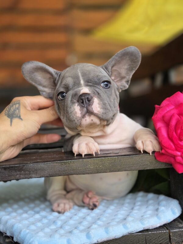 Delphine Big Rope French Bulldog