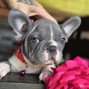 Delphine Big Rope French Bulldog