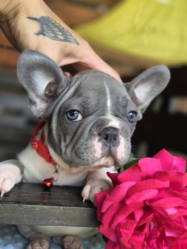 Delphine Big Rope French Bulldog