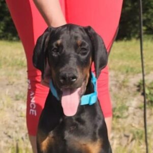 Dema Dobermann