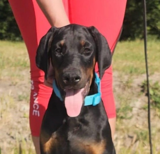 Dema Dobermann