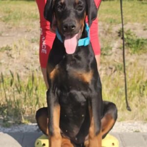 Dema Dobermann