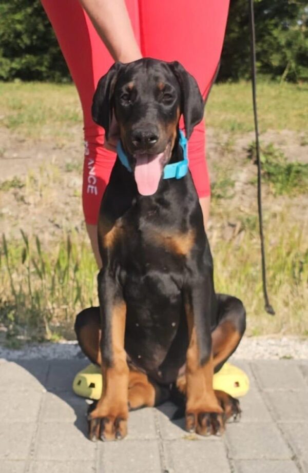 Dema Dobermann