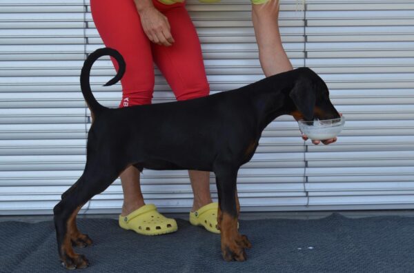 Dema Dobermann