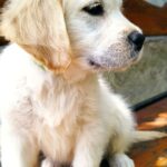 Demi-female-Golden-puppy-for-sale-1