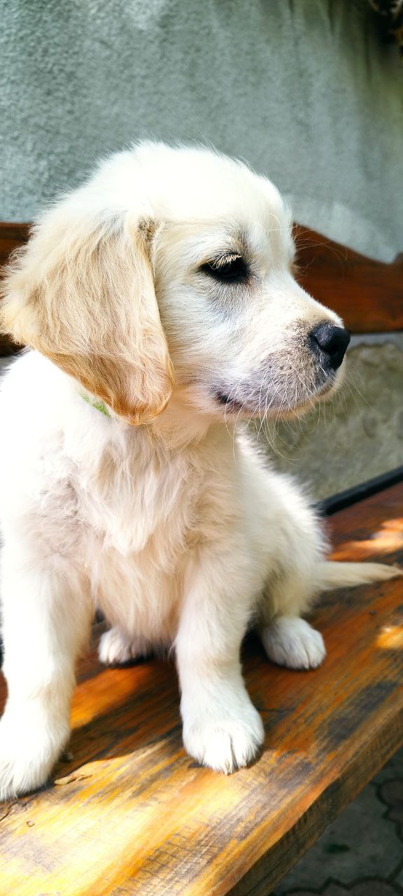 Demi Golden Retriever
