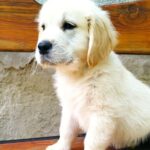 Jerro Golden Retriever