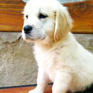 Demi Golden Retriever