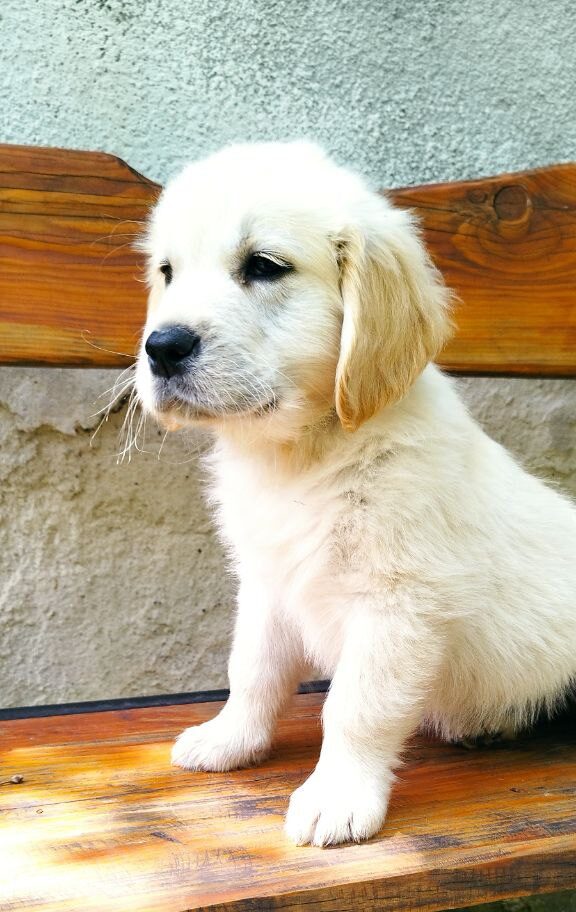 Demi Golden Retriever