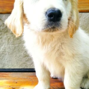 Demi Golden Retriever