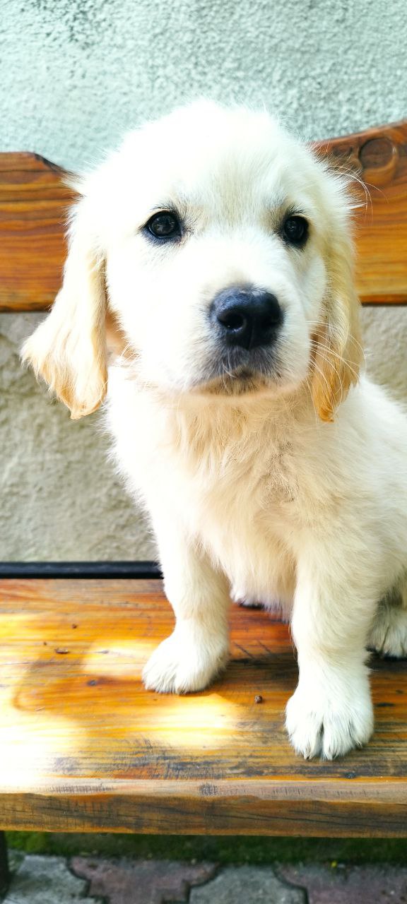 Demi Golden Retriever