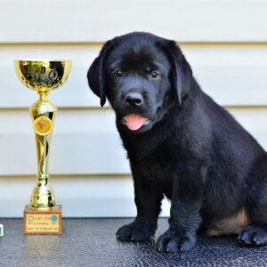 Deni Labrador Retriever