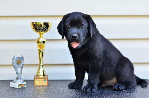 Deni Labrador Retriever