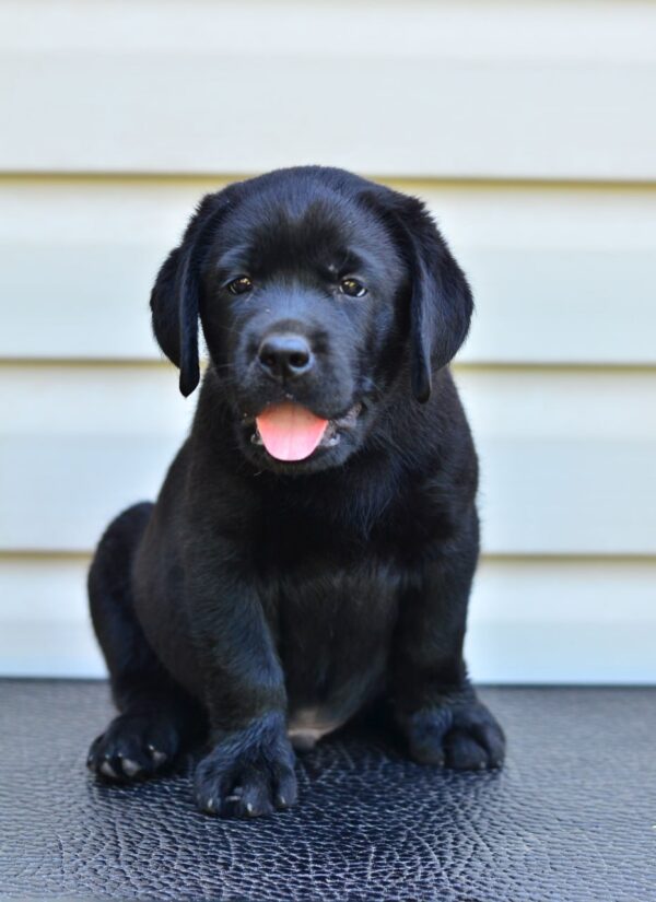 Deni Labrador Retriever