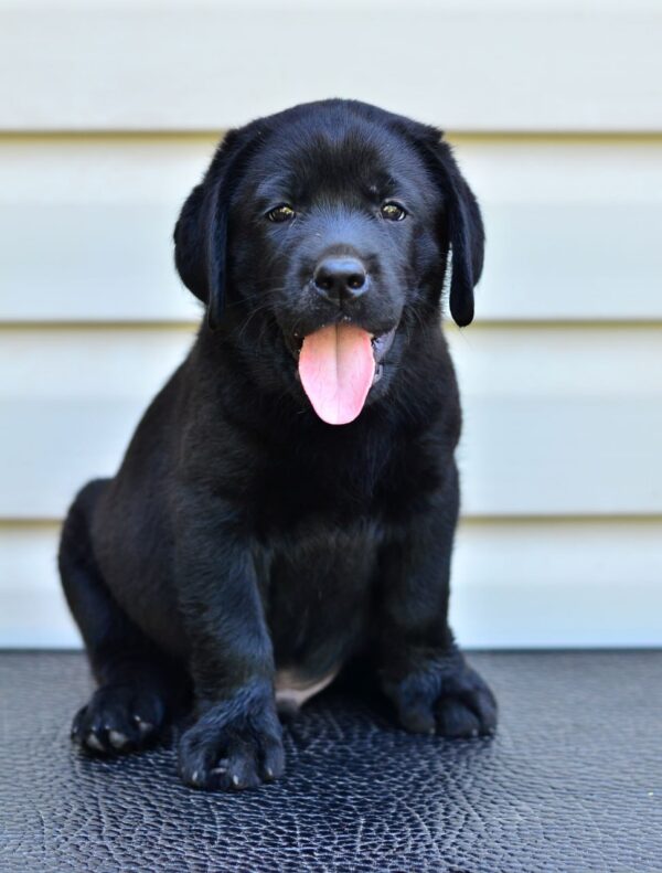 Deni Labrador Retriever