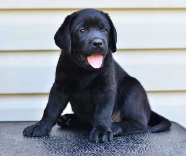Deni Labrador Retriever
