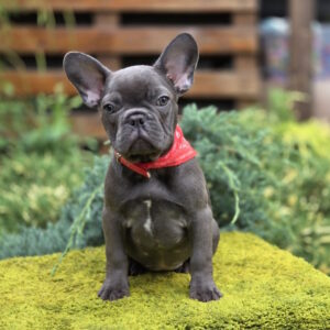 Derika French Bulldog