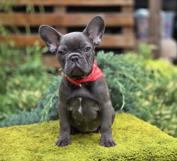 Derika French Bulldog