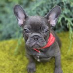 Derika-female-french-bulldog-puppy-for-sale-1 (3)