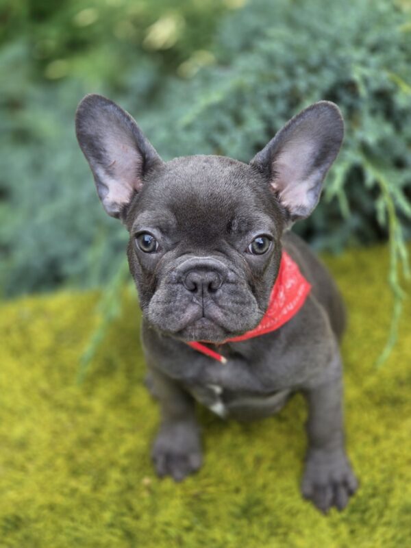 Derika French Bulldog