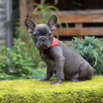 Derika-female-french-bulldog-puppy-for-sale-1 (4)