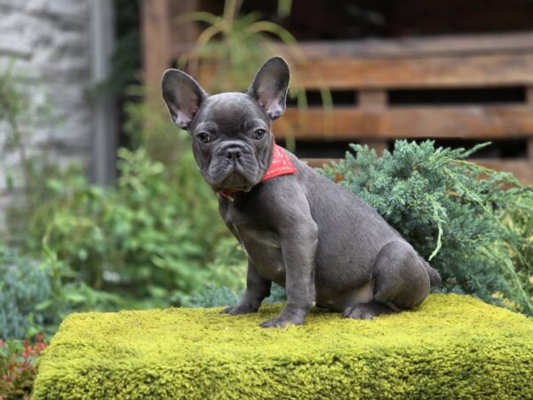 Derika French Bulldog