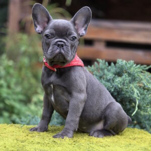 Derika French Bulldog