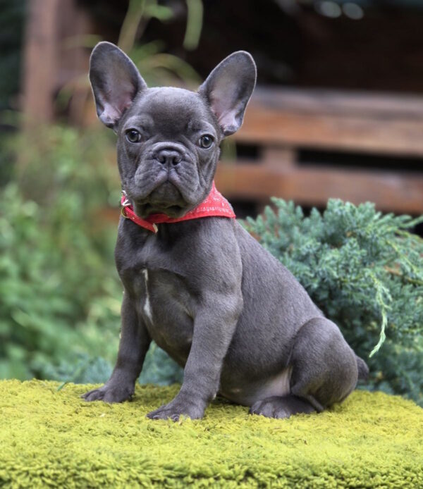 Derika French Bulldog