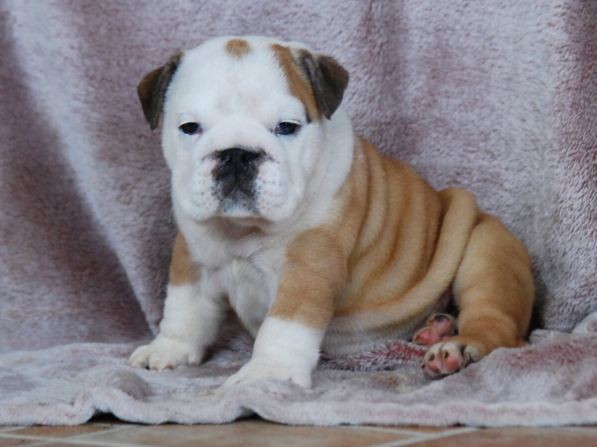 Bulldogge Puppies 11 Year Old English Bulldog Old English