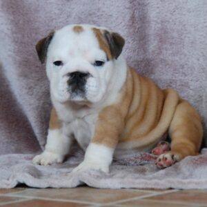 Desiree English Bulldog