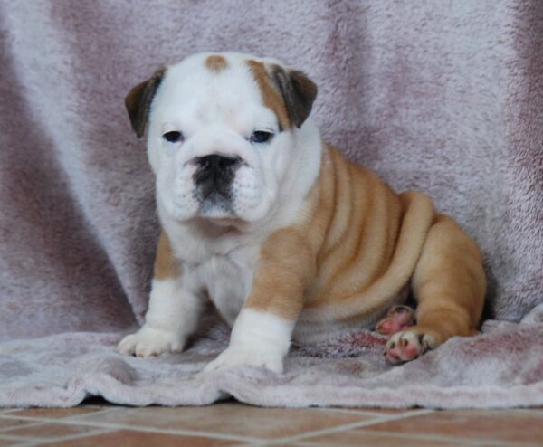 Desiree English Bulldog