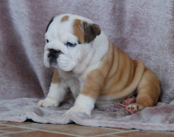 Desiree English Bulldog