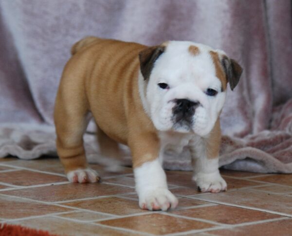 Desiree English Bulldog