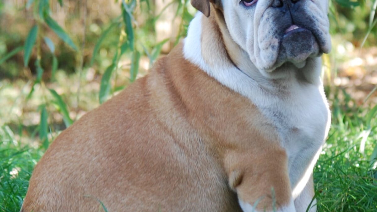 English Bulldog Dogs and Puppies for sale