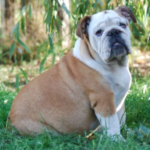 Desiree English Bulldog