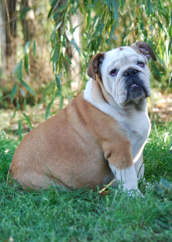 Desiree English Bulldog