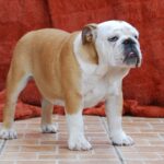 Desiree-female-english-bulldog-puppy-for-sale (2)
