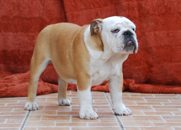 Desiree English Bulldog