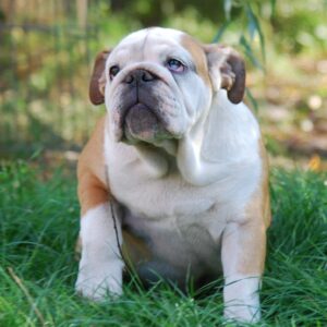 Desiree English Bulldog