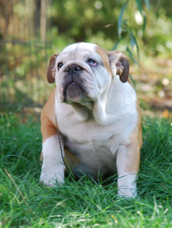 Desiree English Bulldog