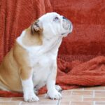 Desiree-female-english-bulldog-puppy-for-sale (4)