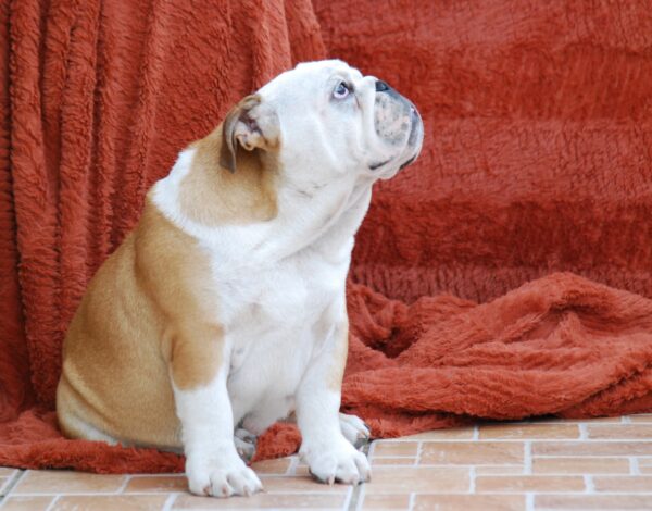 Desiree English Bulldog