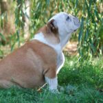 Desiree-female-english-bulldog-puppy-for-sale (5)