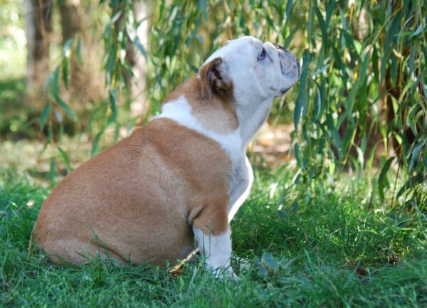 Desiree English Bulldog