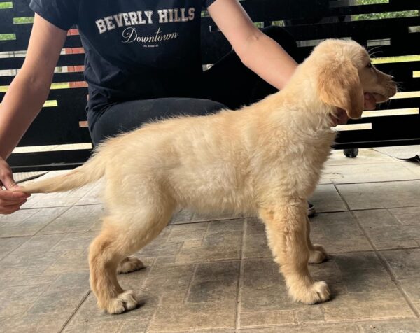 Dexter Golden Retriever
