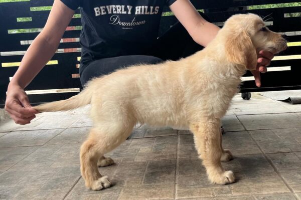 Dexter Golden Retriever