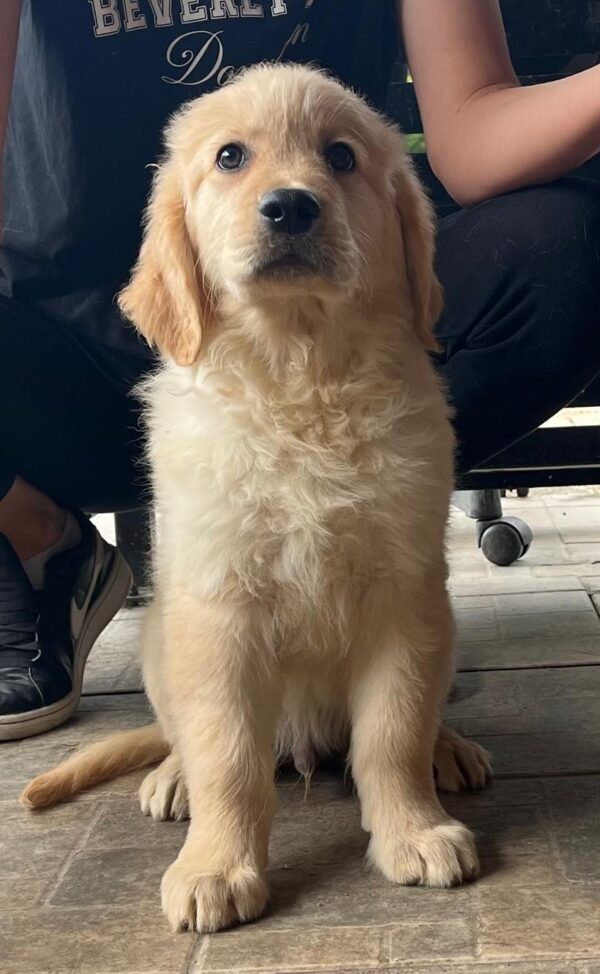 Dexter Golden Retriever