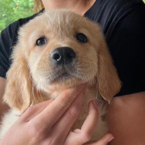 Dexter Golden Retriever