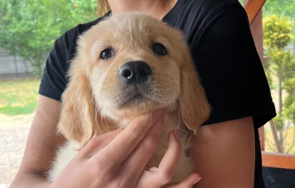 Dexter Golden Retriever