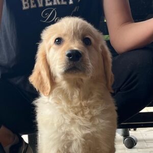 Dexter Golden Retriever